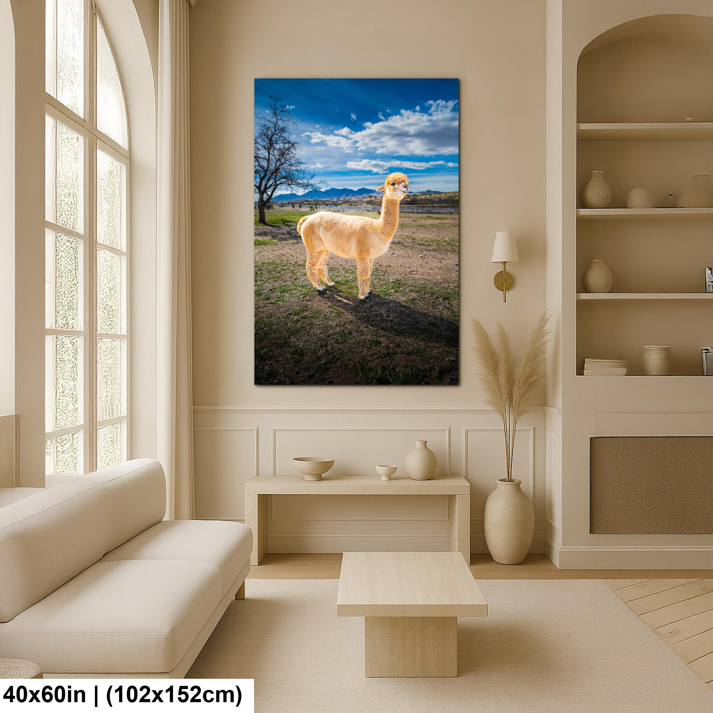 Alpaca Portrait in Mountain Pasture - Benson Arizona Photography Print