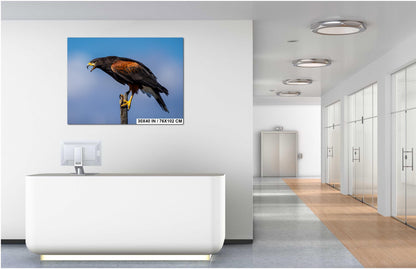 Harris's Hawk Desert Photography Print: Arizona Wildlife Art