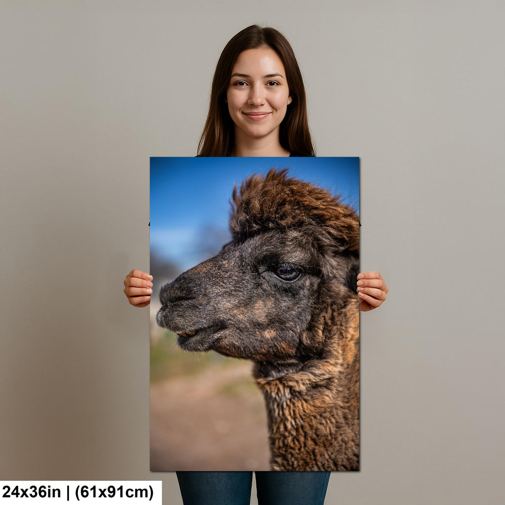 Brown Alpaca Portrait, Tucson Arizona, Photography Print Wall Art