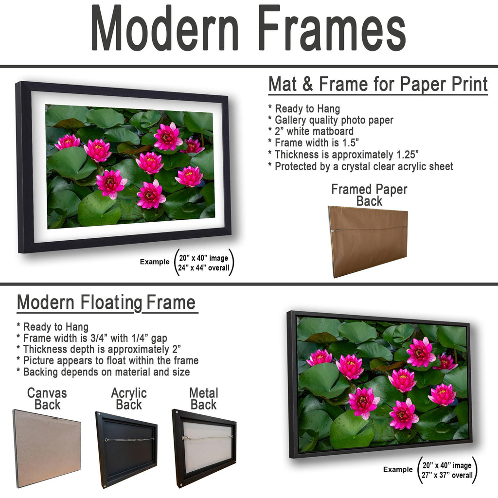 Magenta Blooms: Nymphaea Water Lilies Botanical Photography Wall Art