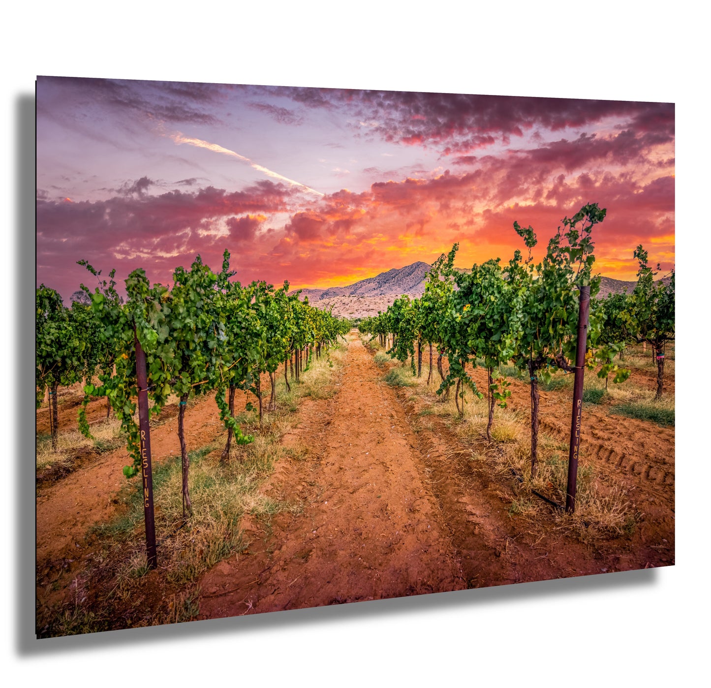 Arizona Wine Country: Coronado Vineyards Landscape Photography Wall Art