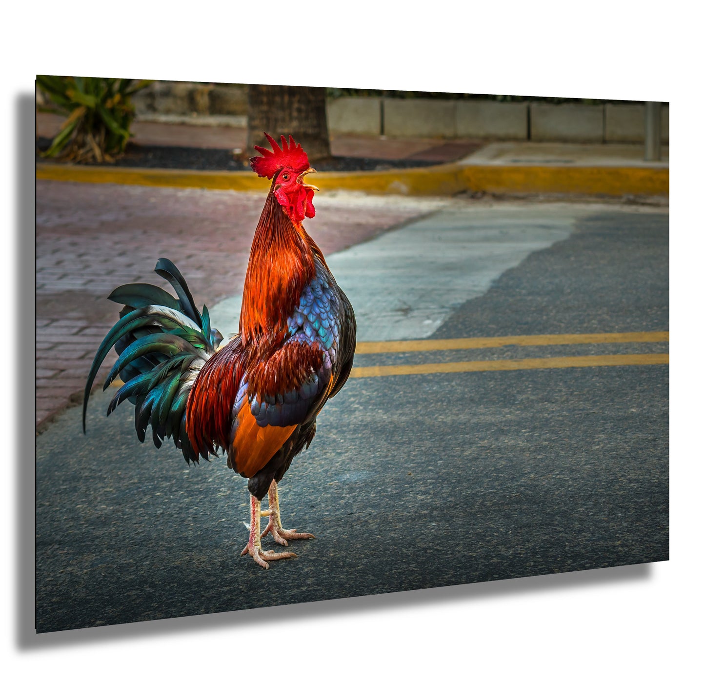 City Cock-a-Doodle-Doo: Rooster Traffic Stop Florida Key West Animal Metal Canvas Print Wall Art Decor