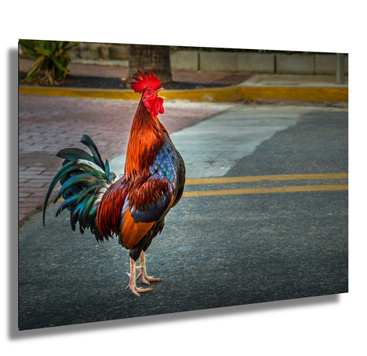 City Cock-a-Doodle-Doo: Rooster Traffic Stop Florida Key West Animal Metal Canvas Print Wall Art Decor