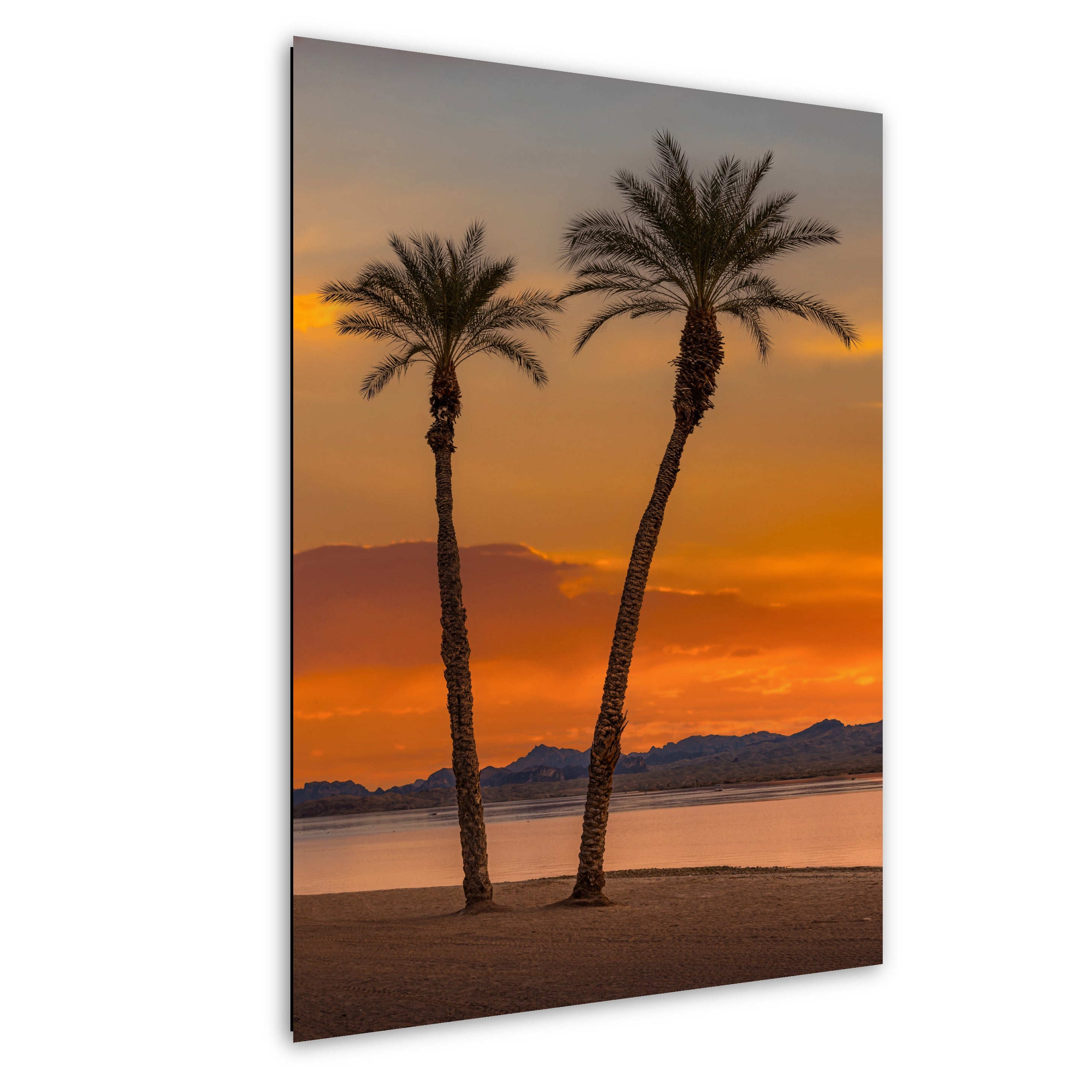 Lake Havasu Palm Tree Arizona Desert Nature Photography Wall Art