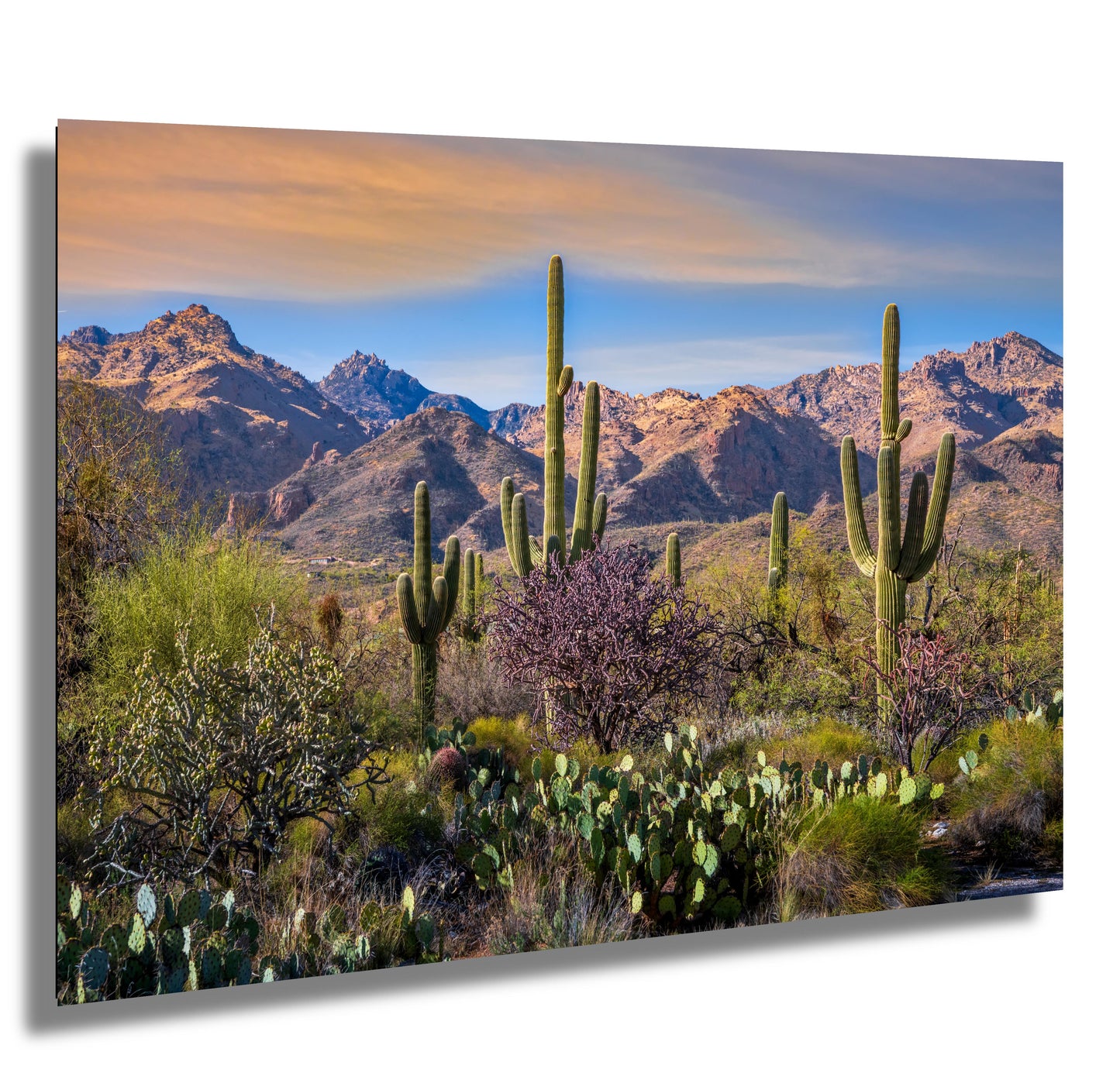 Desert Splendor: Saguaro Cactus Acrylic Metal Wall Art American Southwest Landscape Desert Photography