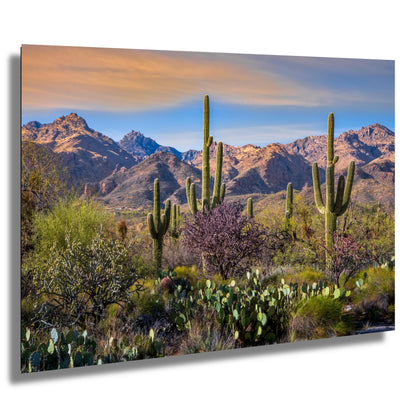 Desert Splendor: Saguaro Cactus Acrylic Metal Wall Art American Southwest Landscape Desert Photography
