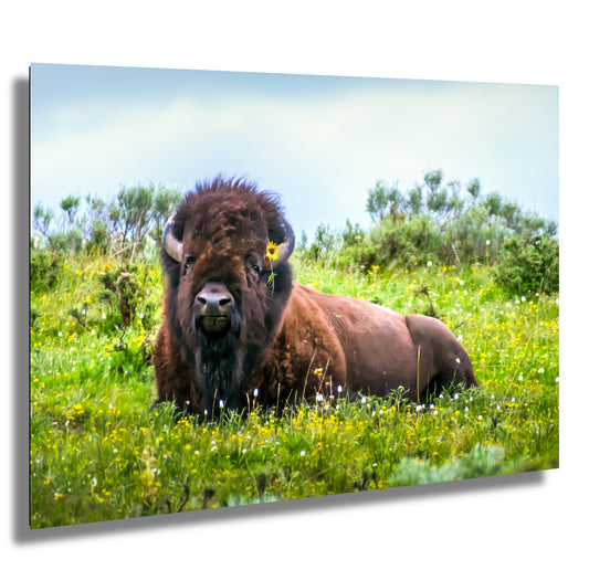 Flower Child: Bison Wildlife Photography Yellowstone National Park Poster Wyoming Nature Canvas Print