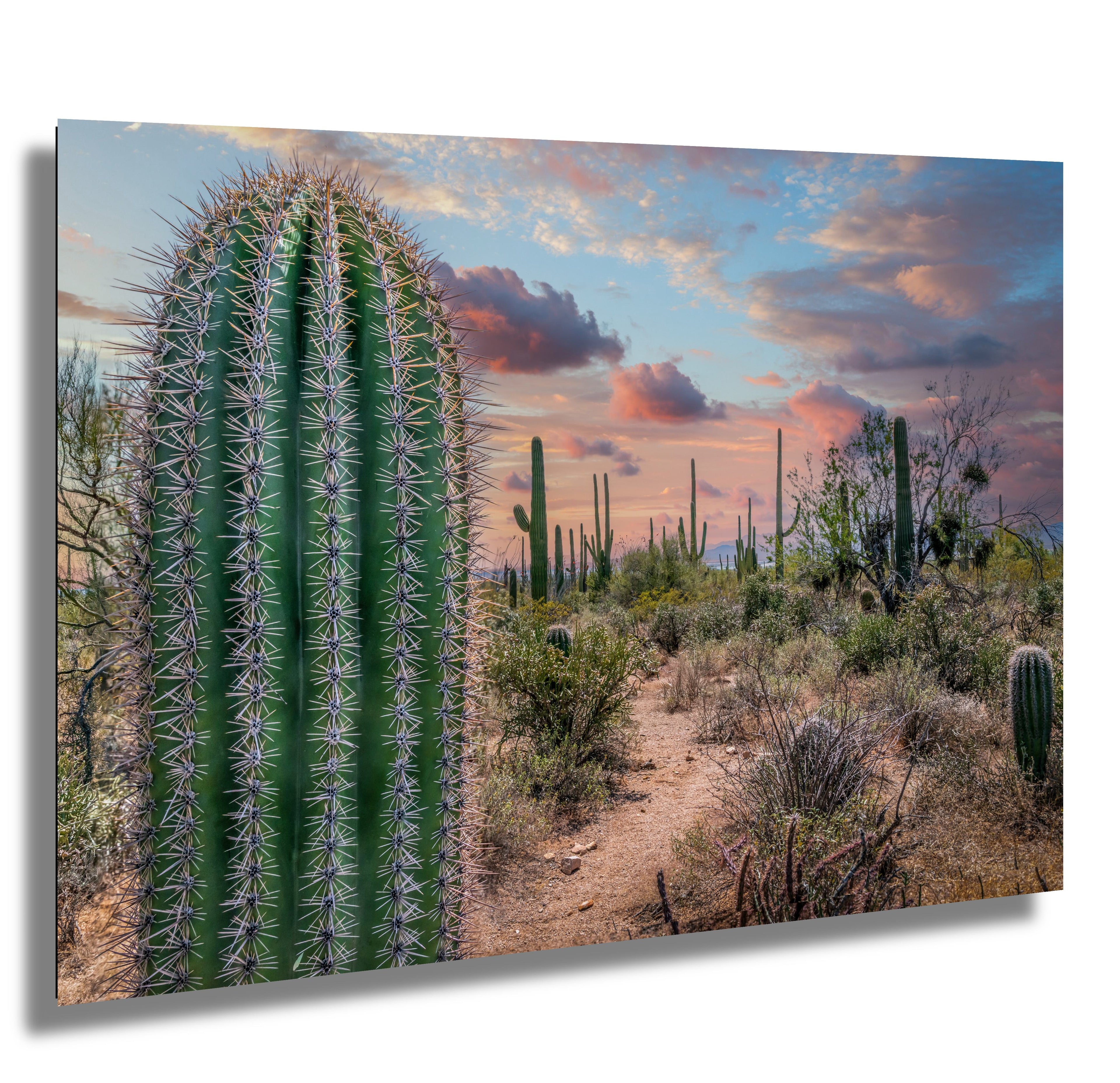Saguaro Cactus Sunset Gold Canyon Arizona Photography Wall Art