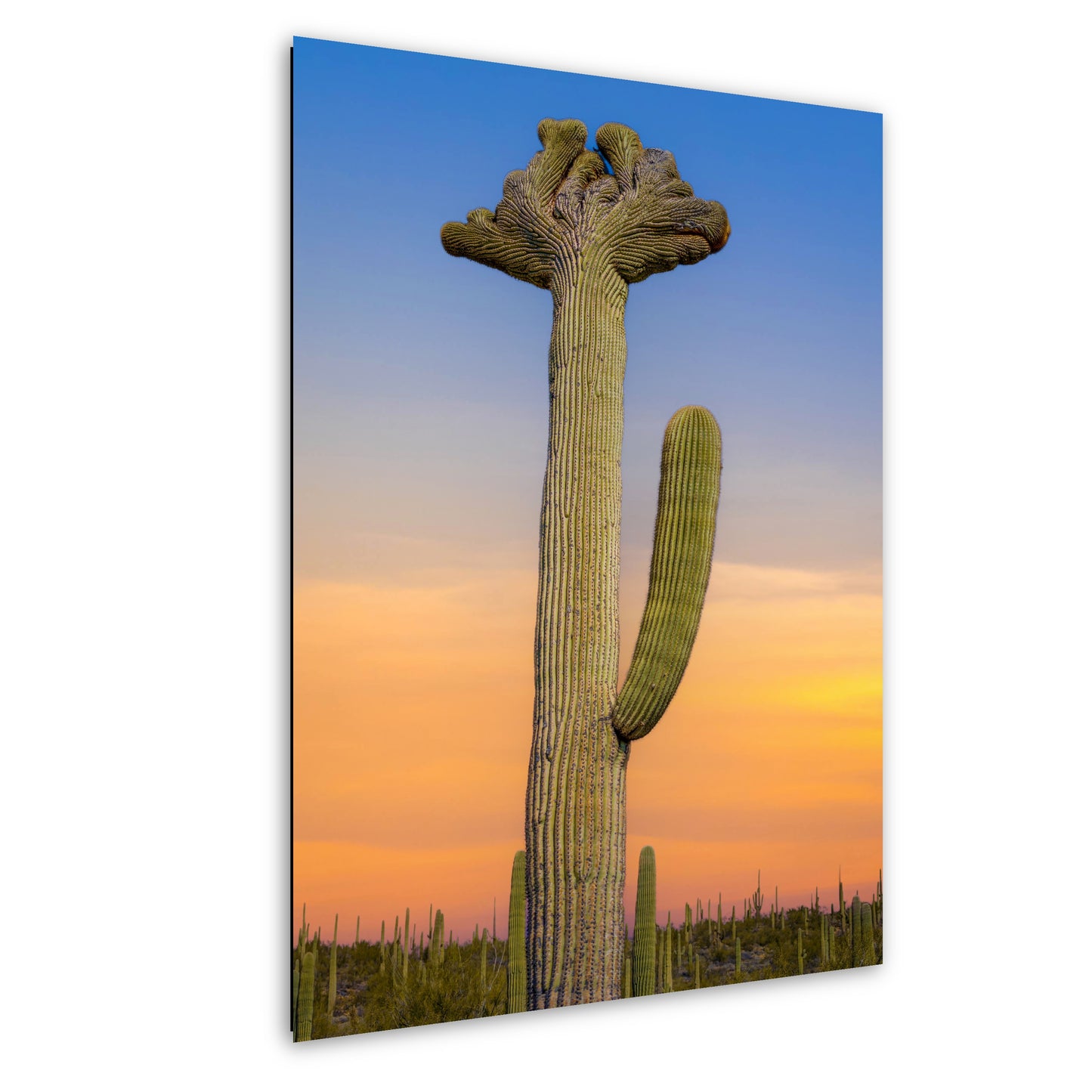 Quirky Crowns: Crested Saguaro Cactus Photography Wall Art