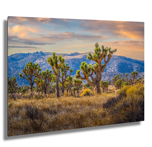 Joshua Tree Wall Art - California Desert Landscape Canvas Print | Rugged Rock Decor