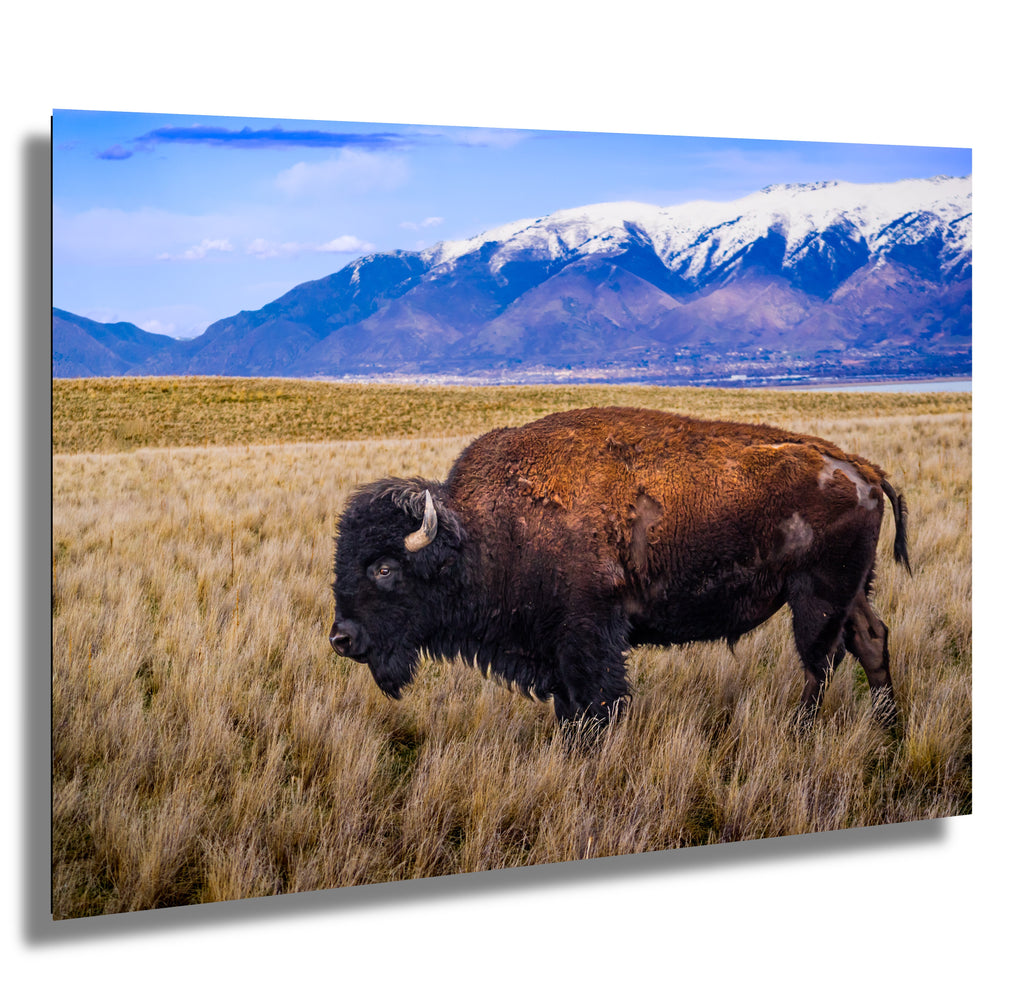 Bison Canvas Art Print: Antelope Island, Utah Wildlife Photography