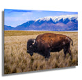 Bison Canvas Art Print: Antelope Island, Utah Wildlife Photography