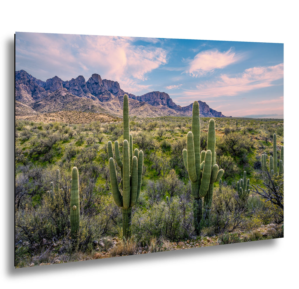 Catalina State Park Saguaro Sunset - Tucson Arizona Desert Mountains Photography Print