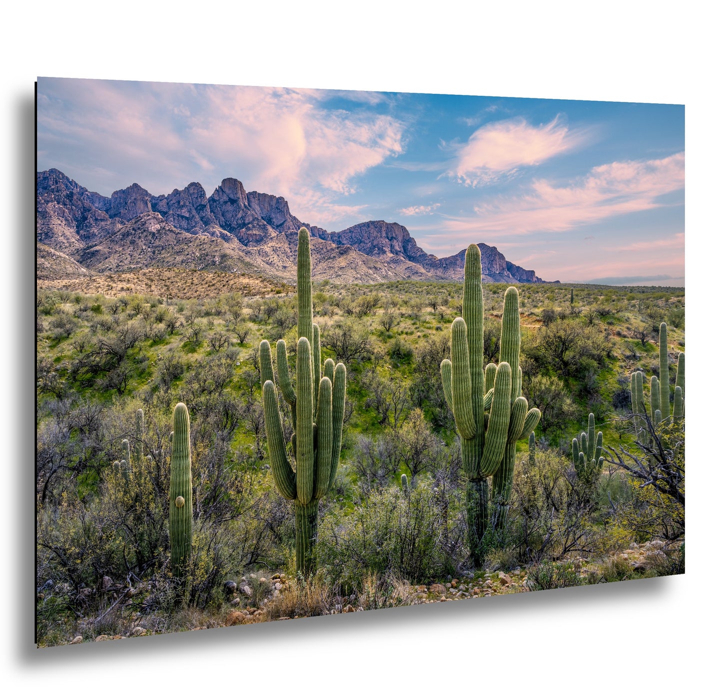 Catalina State Park Saguaro Sunset - Tucson Arizona Desert Mountains Photography Print