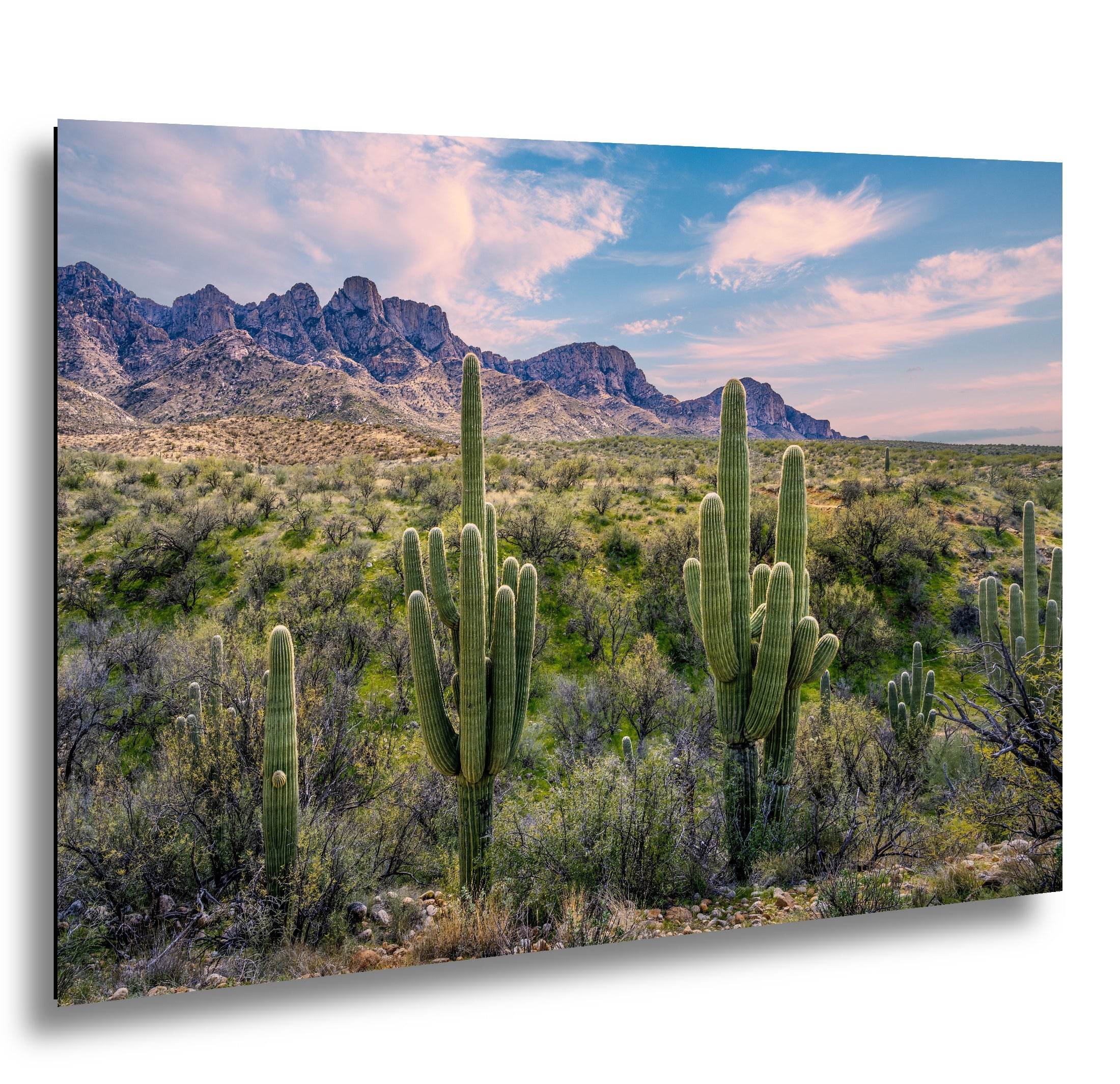 Catalina State Park Saguaro Sunset - Tucson Arizona Desert Mountains Photography Print