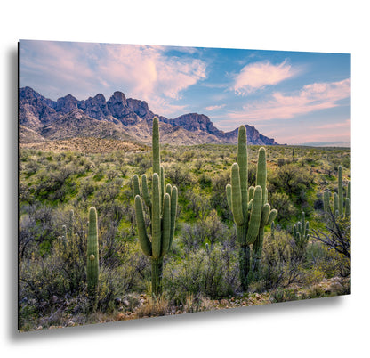 Catalina State Park Saguaro Sunset - Tucson Arizona Desert Mountains Photography Print