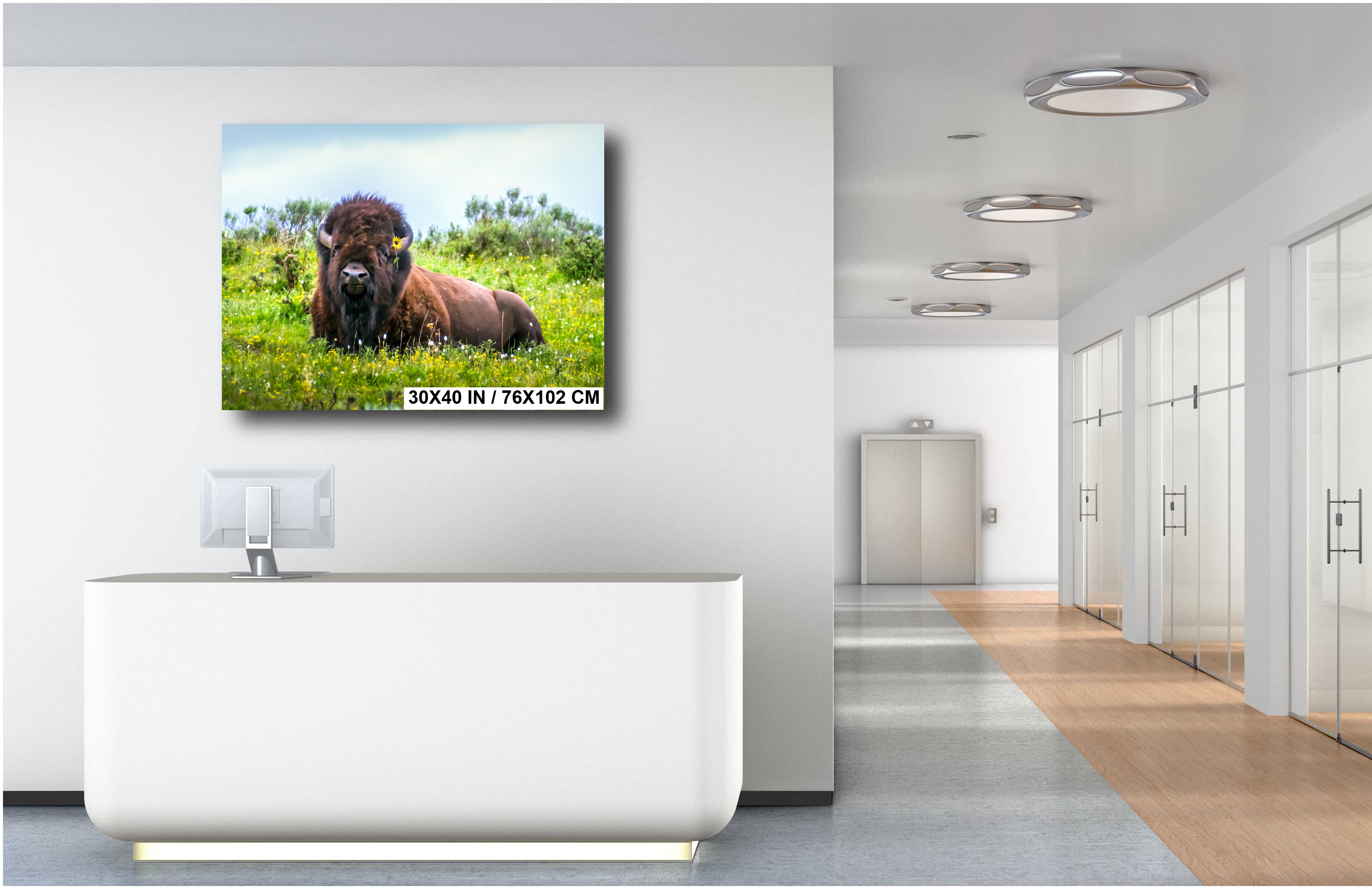 Flower Child: Bison Wildlife Photography Yellowstone National Park Poster Wyoming Nature Canvas Print