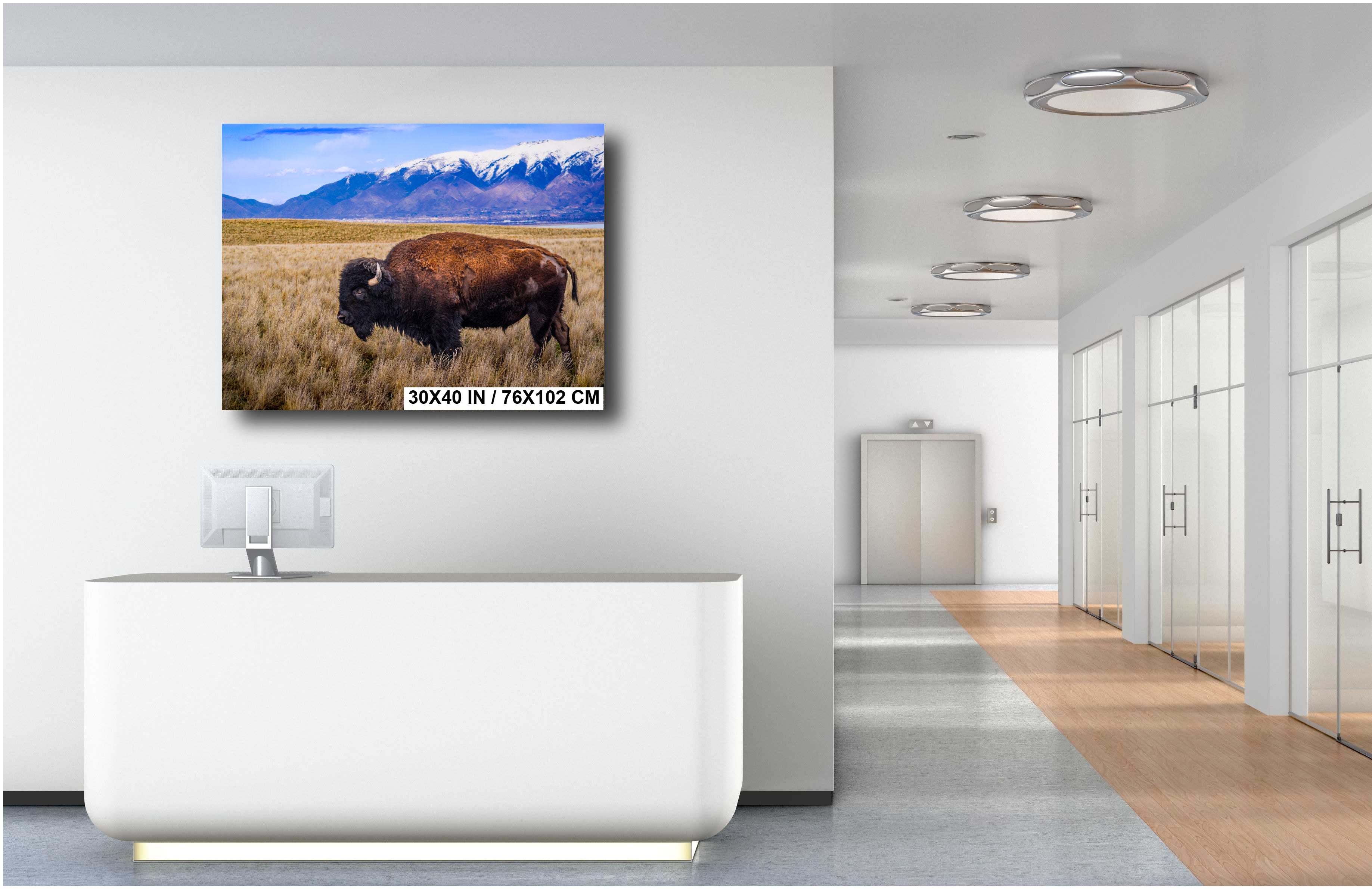 Bison Canvas Art Print: Antelope Island, Utah Wildlife Photography