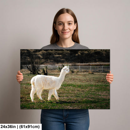 White Alpaca Walking in Pasture - South American Camelid Photography Print