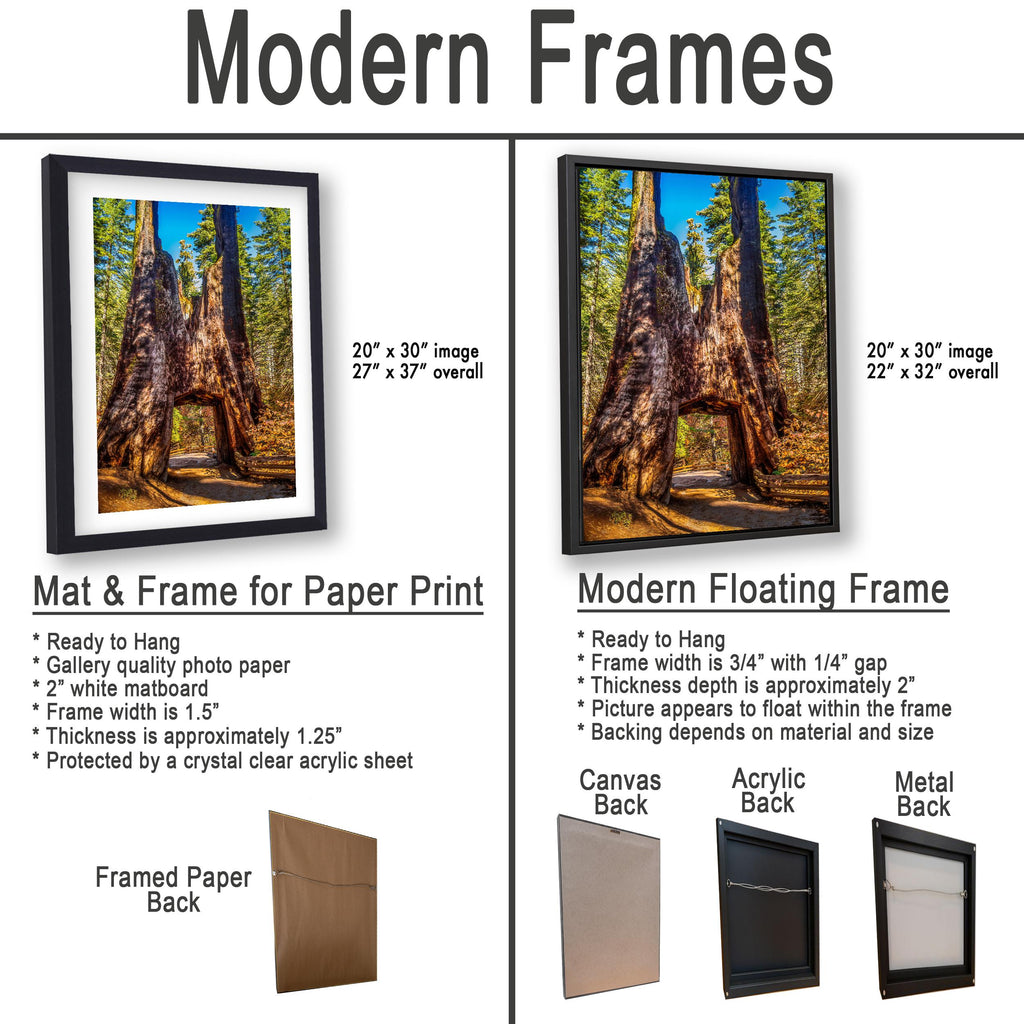 Giant Gateway: Tuolumne Grove Yosemite National Park Photography Wall Art