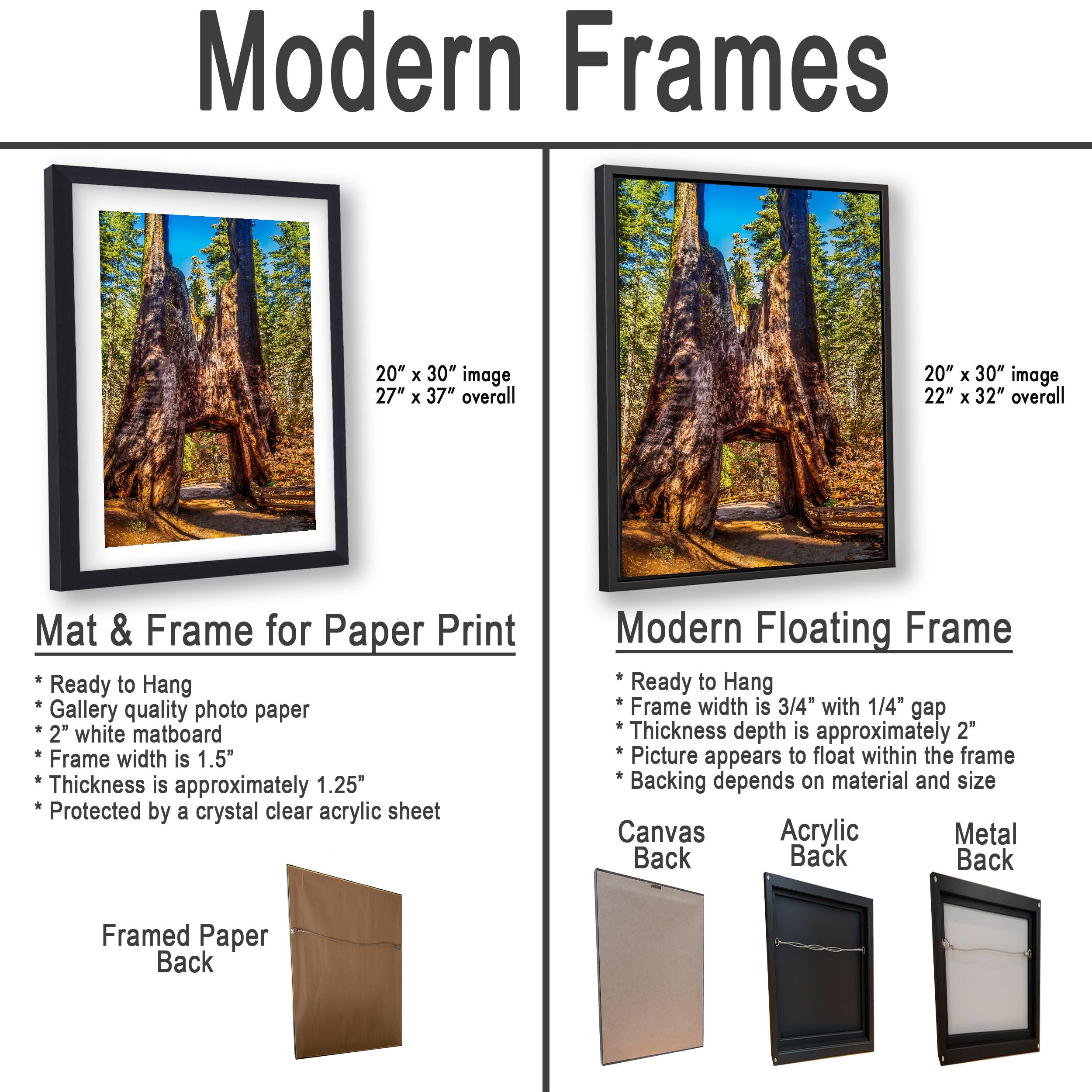 Giant Gateway: Tuolumne Grove Yosemite National Park Photography Wall Art