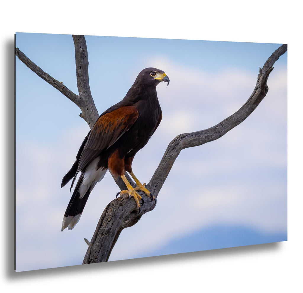 Harris’s hawk perched on weathered desert branch against blue sky, Sonoran Desert, Arizona.