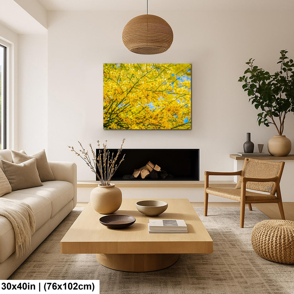 Palo Verde Spring Bloom Photography Print, Saguaro National Park Tucson Arizona, Yellow Desert Flowers Wall Art