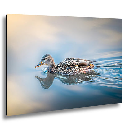 Female Mallard Duck with Reflection on Calm Water Wildlife Photography Print
