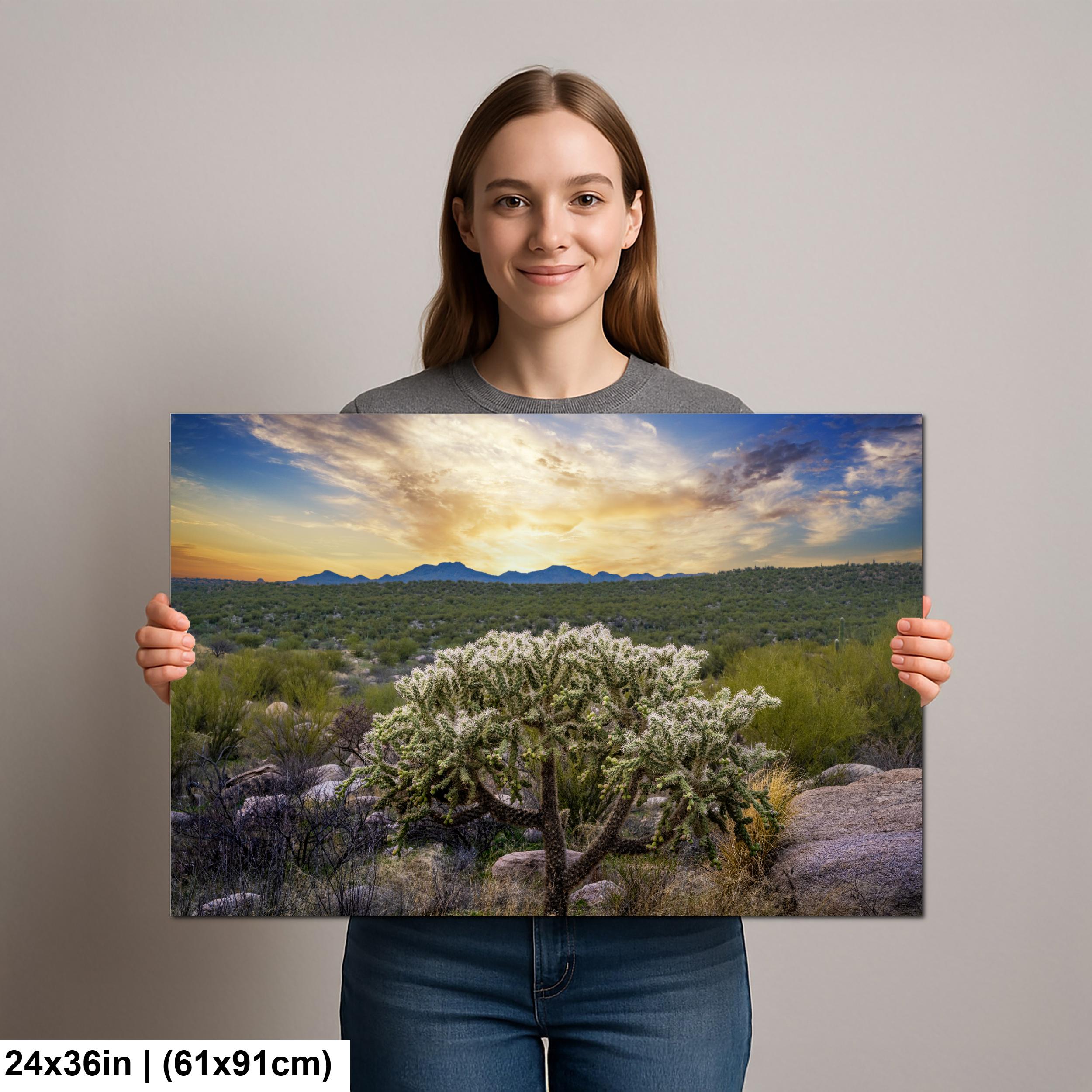 Sonoran Desert Sunset with Cholla Cactus - Catalina State Park Tucson Arizona Photography Print