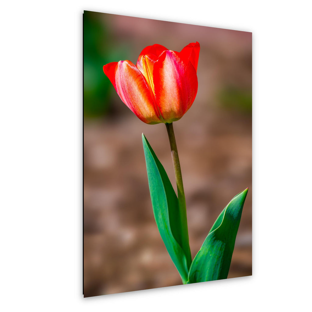 Scarlet Elegance: Red Tulip Flower Botanical Photography Wall Art