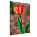 Scarlet Elegance: Red Tulip Flower Botanical Photography Wall Art