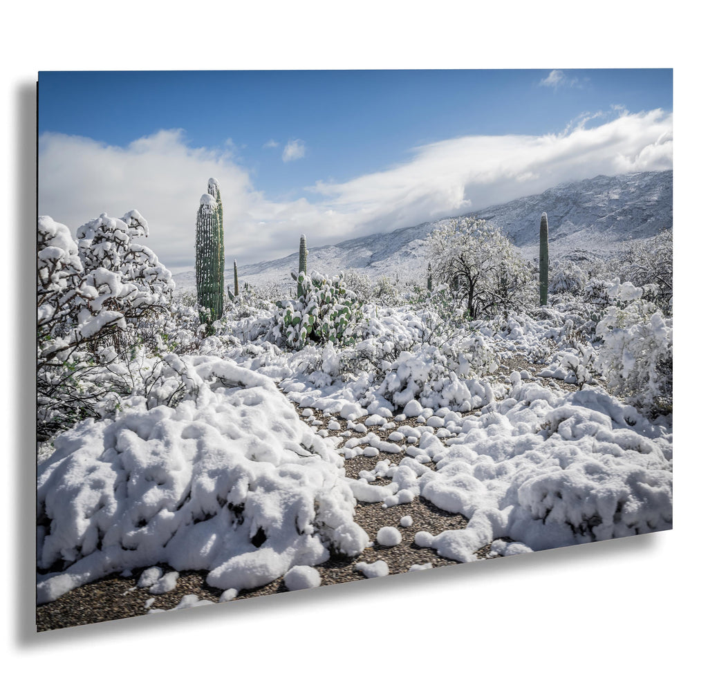 Snow-covered saguaros and desert plants under a bright blue sky in Saguaro National Park Arizona