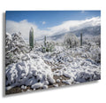 Snow-covered saguaros and desert plants under a bright blue sky in Saguaro National Park Arizona
