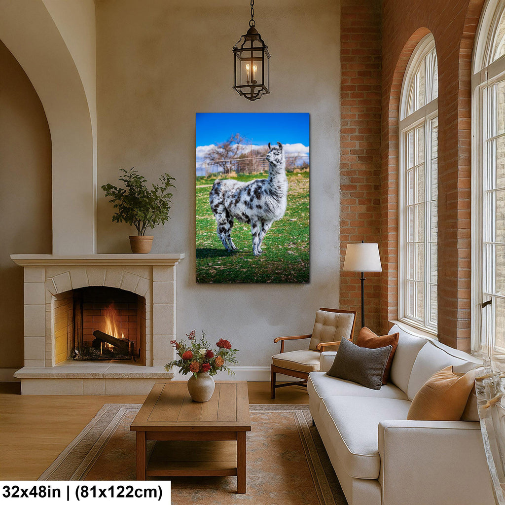 Spotted Llama in Pasture, Tucson Arizona, Photography Print Wall Art