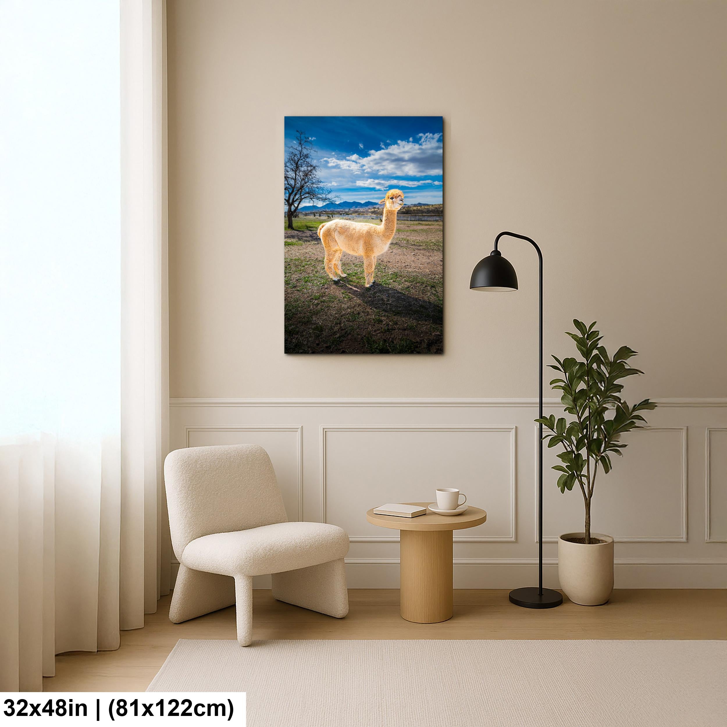 Alpaca Portrait in Mountain Pasture - Benson Arizona Photography Print