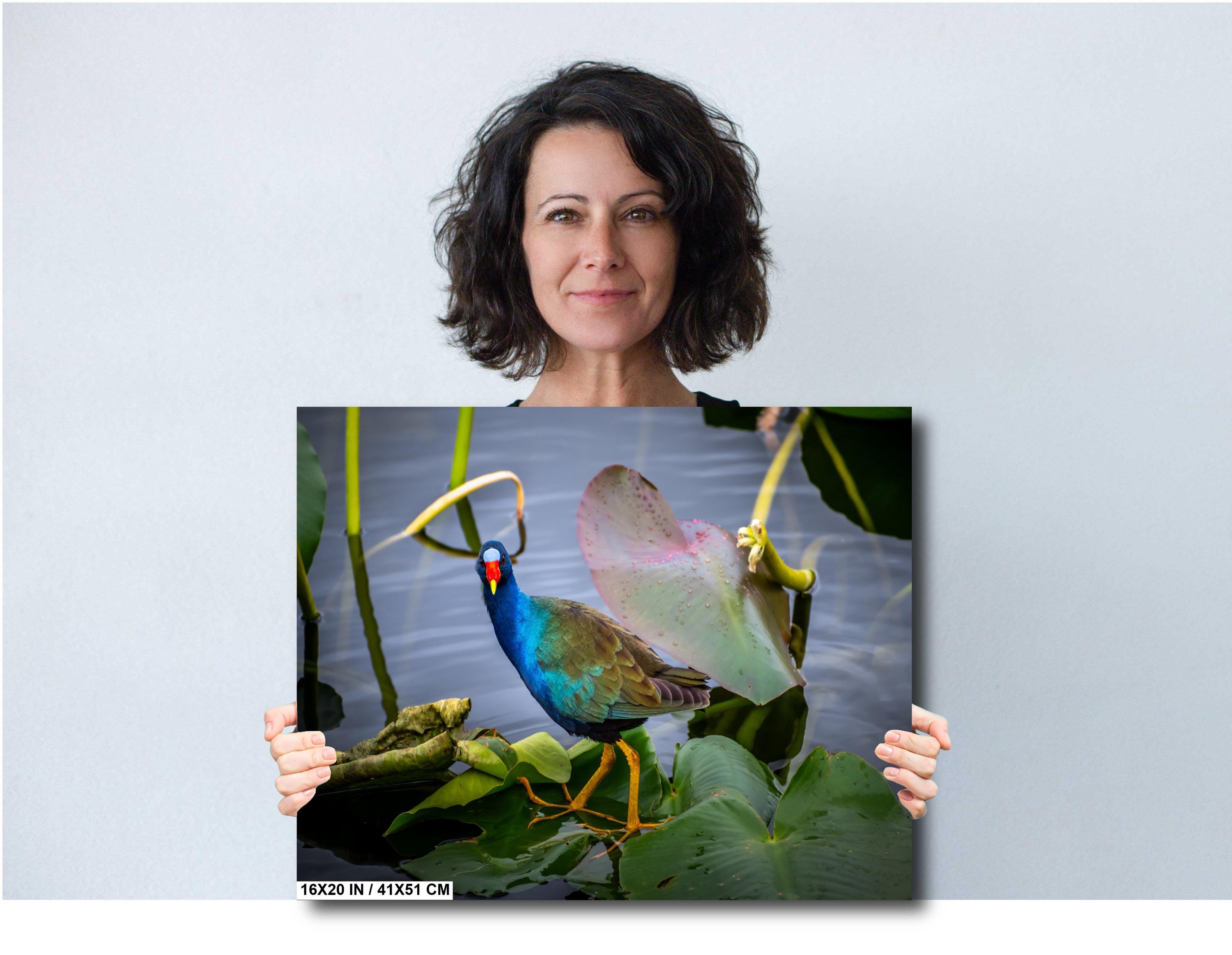 A woman holding a vibrant photo of an American purple gallinule bird with blue plumage and yellow legs, perched on a lily pad in a watery environment. 