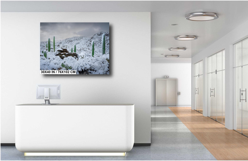 Snow-covered saguaro cacti in Arizona's desert, showcasing a rare winter scene with mountains in the background.