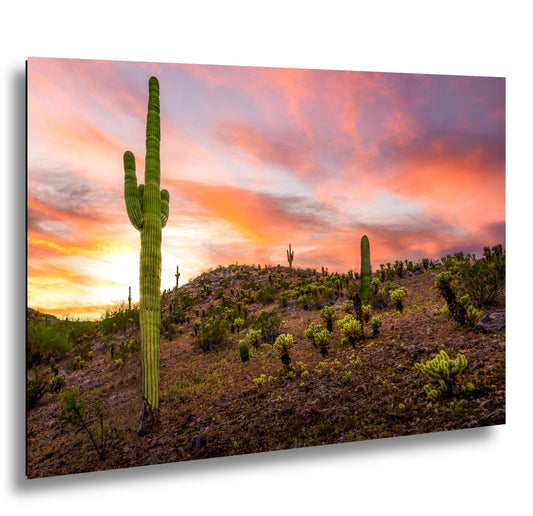 Towering Saguaro at Sunset - Sonoran Desert Casa Grande Arizona Photography Print