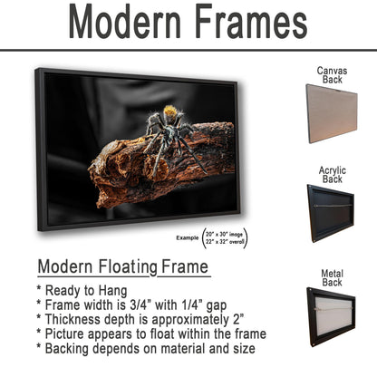 Arizona Blonde Tarantula on Desert Wood Southwest Wildlife Photography Print