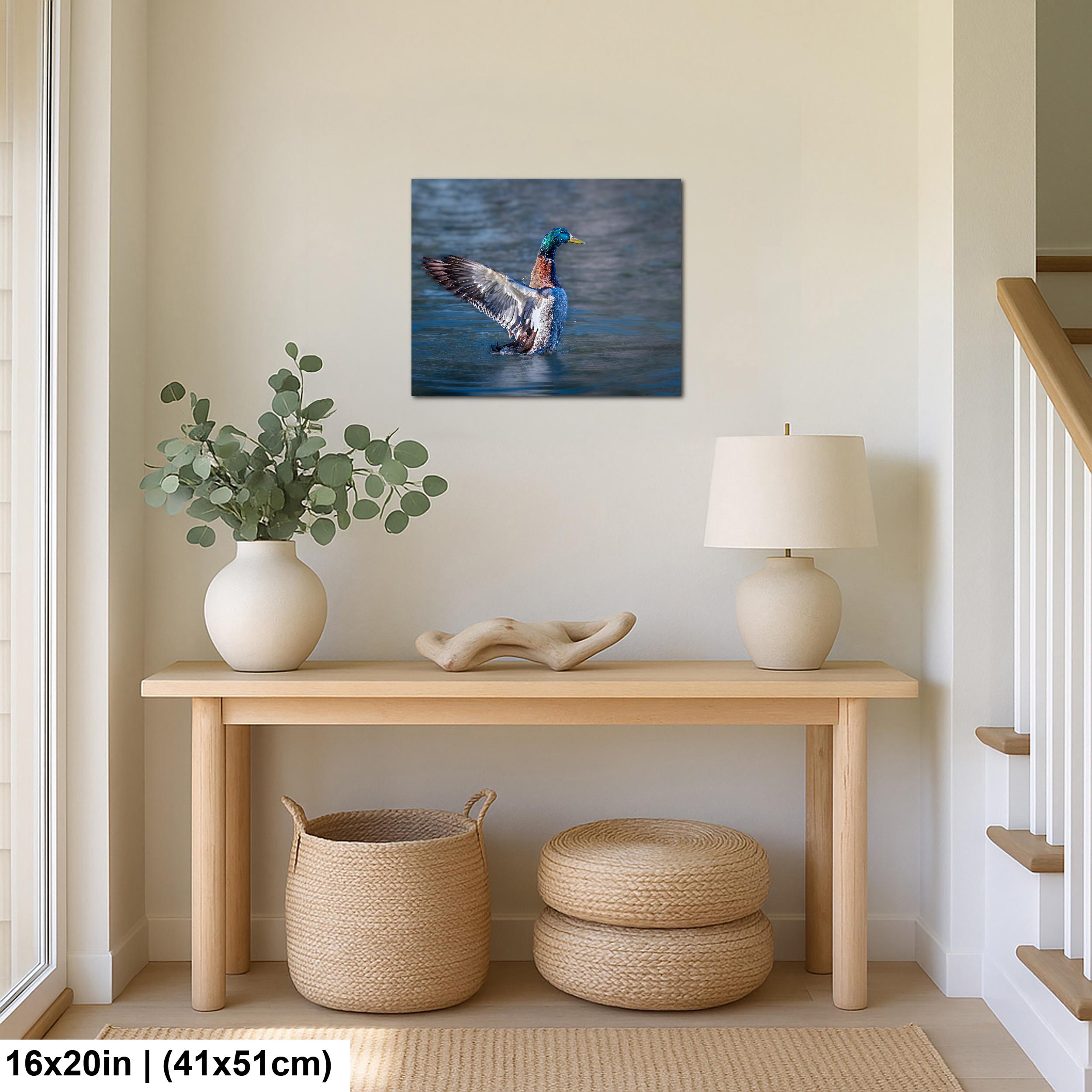 Winged Display: Mallard Duck Tucson Arizona Photography Wall Art