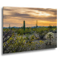 Spring Wildflowers and Saguaros at Dusk Tucson Arizona Photography Print