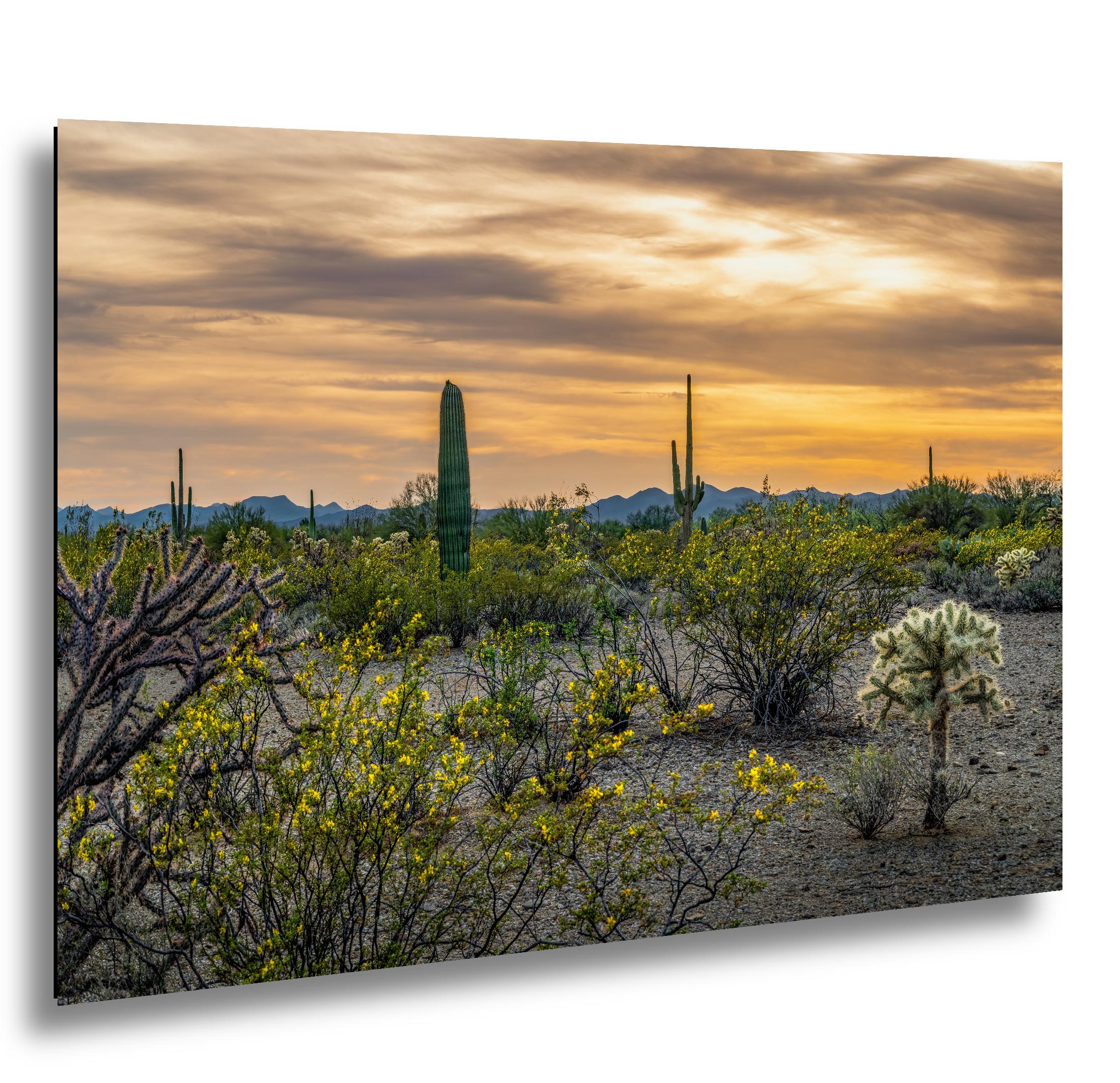 Spring Wildflowers and Saguaros at Dusk Tucson Arizona Photography Print