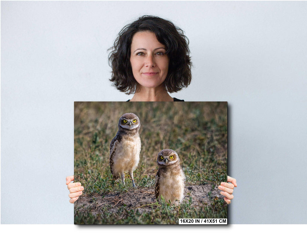 Burrowing Owls Pair Badlands National Park South Dakota Wildlife Photography Print, Wall Art Nature Decor Canvas Metal Acrylic