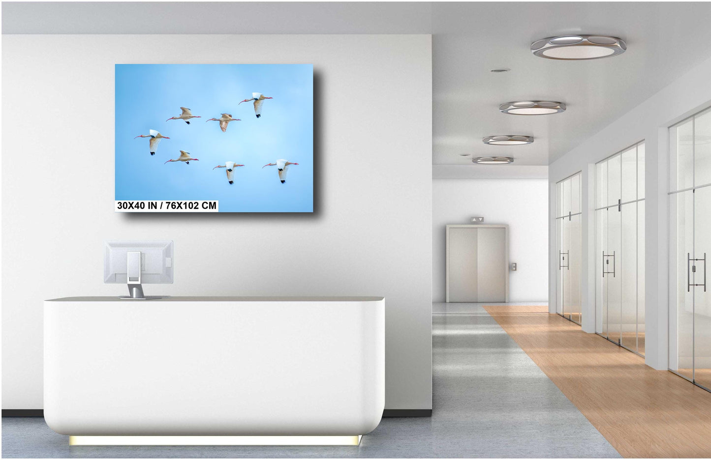White Ibises Wedge In Flight: American White Ibis in Everglades National Park Florida Print Wall Art Birds Photography Aluminum/Metal/Canvas