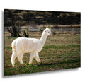 White Alpaca Walking in Pasture - South American Camelid Photography Print