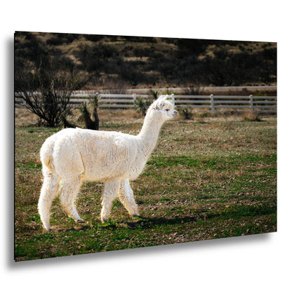 White Alpaca Walking in Pasture - South American Camelid Photography Print