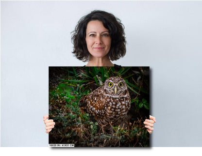 Burrowing Owl’s Grace on the Ground – Cape Coral’s Most Adorable Resident The Americas Print Wall Art Photography Aluminum/Metal/Canvas