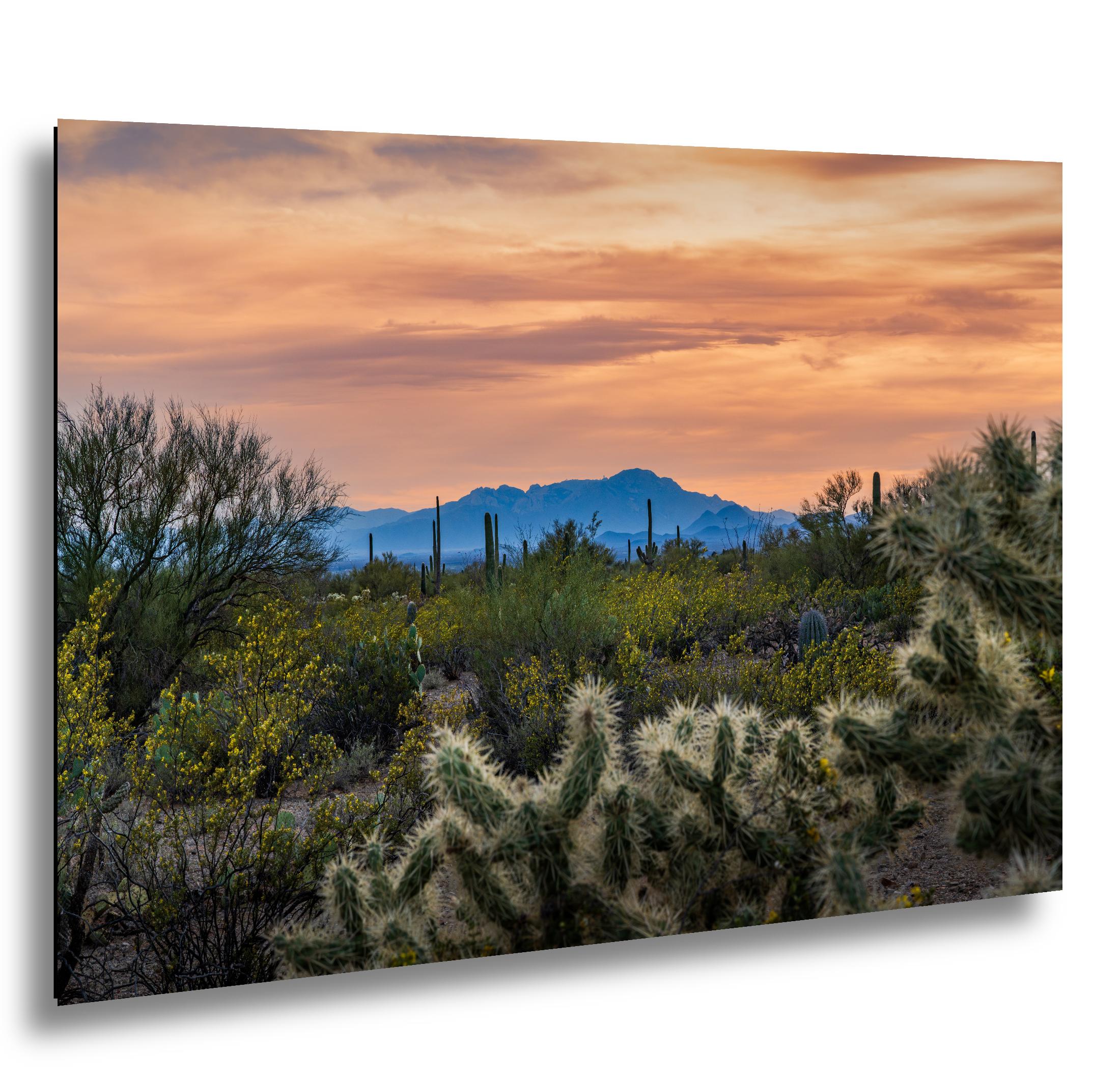 Sonoran Desert Sunset with Saguaros and Cholla, Tucson Arizona Photography Print