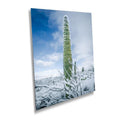 Black and White Saguaro Cactus Arizona Desert Photography Wall Art