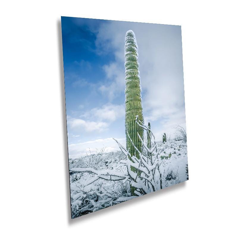Black and White Saguaro Cactus Arizona Desert Photography Wall Art